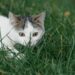 Γάτα και zoomies: Τι συμβαίνει;