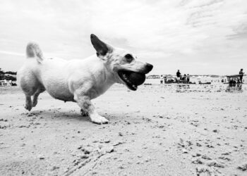 Dog gadgets που κάθε άντρας πρέπει να δοκιμάσει