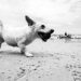 Dog gadgets που κάθε άντρας πρέπει να δοκιμάσει