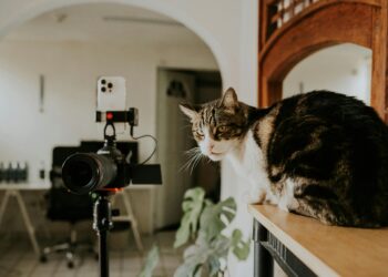 Οι influencer cats και το γυναικείο κοινό