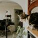 Οι influencer cats και το γυναικείο κοινό