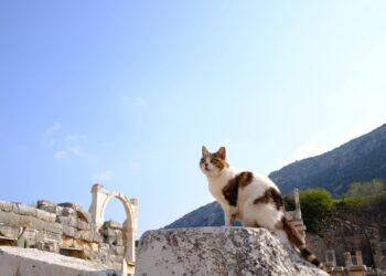 Ο διαχρονικός συμβολισμός της γάτας στο σήμερα