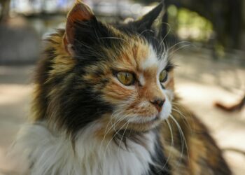 Senior Cat Care: Συμβουλές για Υγιή Γηρατειά