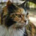 Senior Cat Care: Συμβουλές για Υγιή Γηρατειά
