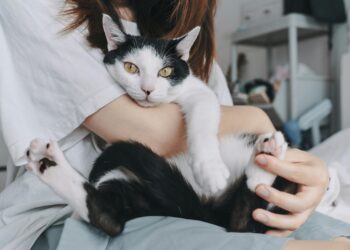 Η γάτα ως απόλυτο «φάρμακο» για το άγχος