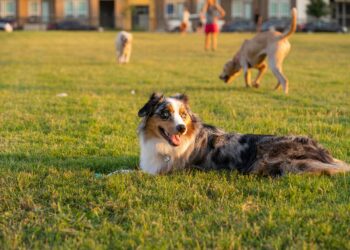 Dog friendly χώροι: Τι εξοργίζει τους ιδιοκτήτες