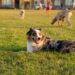 Dog friendly χώροι: Τι εξοργίζει τους ιδιοκτήτες