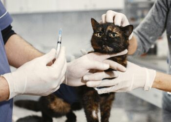 Εμβολιασμός για γατάκια: Ο πλήρης οδηγός