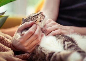 Φροντίδα γάτας χωρίς άγχος και κούραση