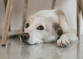 Πώς καταλαβαίνετε ότι ένας σκύλος φοβάται