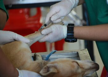 Εμβολιασμός ενήλικων σκύλων: Ο απόλυτος οδηγός