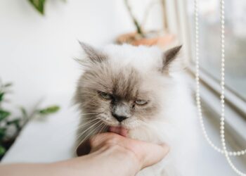 Γιατί η γάτα γλείφει τους ανθρώπους;