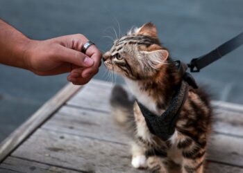 Όρια και φροντίδα στη γάτα χωρίς ενοχές