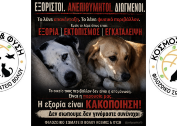 Αδέσποτα στον Βόλο: Επανένταξη ή Εξορία;