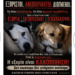 Αδέσποτα στον Βόλο: Επανένταξη ή Εξορία;