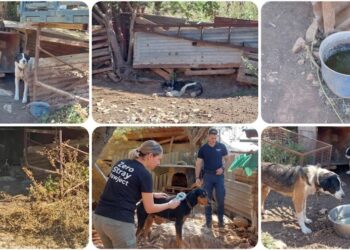 Βαριά πρόστιμα για κακοποίηση ζώων στο Κορωπί