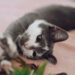 Παίζει η γάτα σας ή επιτίθεται;
