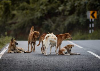 Αδέσποτα σκυλιά στις ελληνικές πόλεις