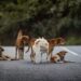 Αδέσποτα σκυλιά στις ελληνικές πόλεις