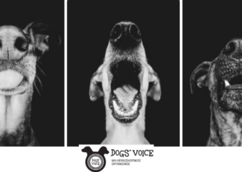 Η γνώμη του Dogs’ Voice για τα αδέσποτα