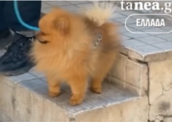 Πιστός σκύλος δίπλα στο νεκρό αφεντικό του