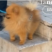 Πιστός σκύλος δίπλα στο νεκρό αφεντικό του