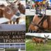 ΝΕΜΕΣΙΣ: Υψώνει ασπίδα προστασίας για τα Ιπποειδή