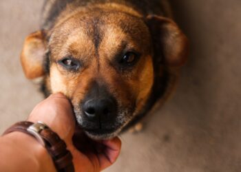 Dog Friendly Επιχειρήσεις: Οδηγός για Ιδιοκτήτες