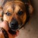 Dog Friendly Επιχειρήσεις: Οδηγός για Ιδιοκτήτες