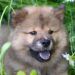 Viral Dog Challenges: Διασκέδαση με τον Σκύλο σου