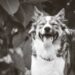 Η σημασία της καθημερινής ρουτίνας για τον σκύλο