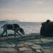 Κατοικίδια και Ζήλεια: Τι Φταίει;