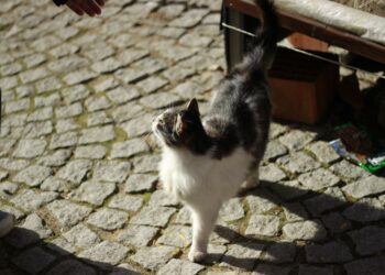 Όρια και αυτοπροστασία στη φιλοζωία