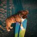 Dog photo contest: Πώς να κερδίσεις