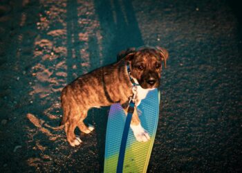 Dog sports & games: Πώς να ξεκινήσεις μαζί