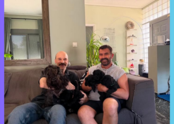 Νέα γέννα Miniature Schnauzer με κορυφαίο DNA