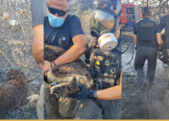 Δεμένος σκυλός ζωντανός μέσα στα αποκαΐδια