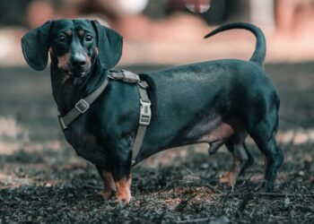 Dachshund: Συμβουλές για τη φροντίδα της μέσης