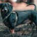 Dachshund: Συμβουλές για τη φροντίδα της μέσης