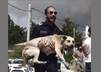 Μέσα στις στάχτες: Η διάσωση που μας έδωσε ελπίδα