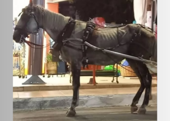 Νέοι κανόνες για τα ιπποειδή σε άμαξες