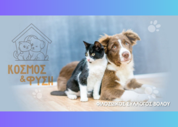Βόλος: Η σκληρή πραγματικότητα των αδέσποτων