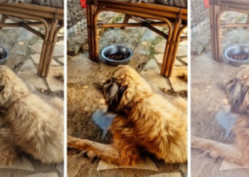 Μάρλεϊ-Από τα σκουπίδια στην απόλυτη θαλπωρή