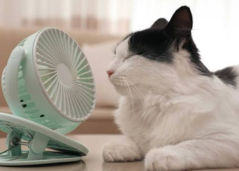 Γάτα και καύσωνας: 5 λάθη που κάνουμε στους 40°C