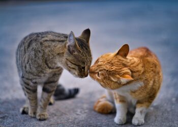 Αρσενική ή θηλυκή γάτα: Ποιες οι διαφορές;