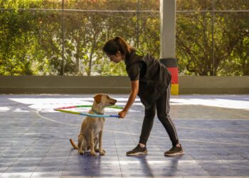 Εκπαιδευτής σκύλων: Προειδοποιητικά σημάδια