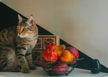 Ποια φρούτα επιτρέπεται να τρώνε οι γάτες;