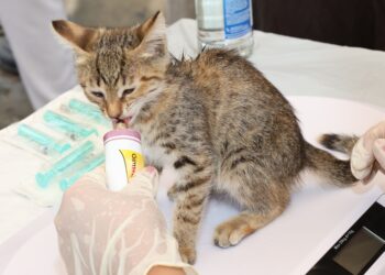 Αναιμία στη γάτα: Συμπτώματα και αντιμετώπιση