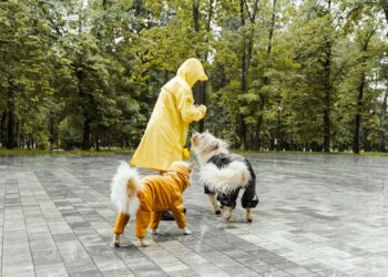 Rainy day με τον σκύλο: Ιδέες για βροχή