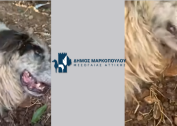Εθελοντές για σκύλο που αργοπέθαινε